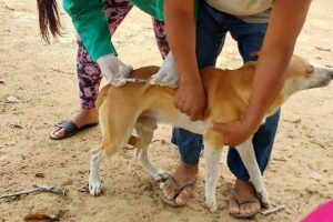 Imagem da notícia - Vigilância ambiental: Saúde alerta para a importância de vacinar cães e gatos contra raiva
